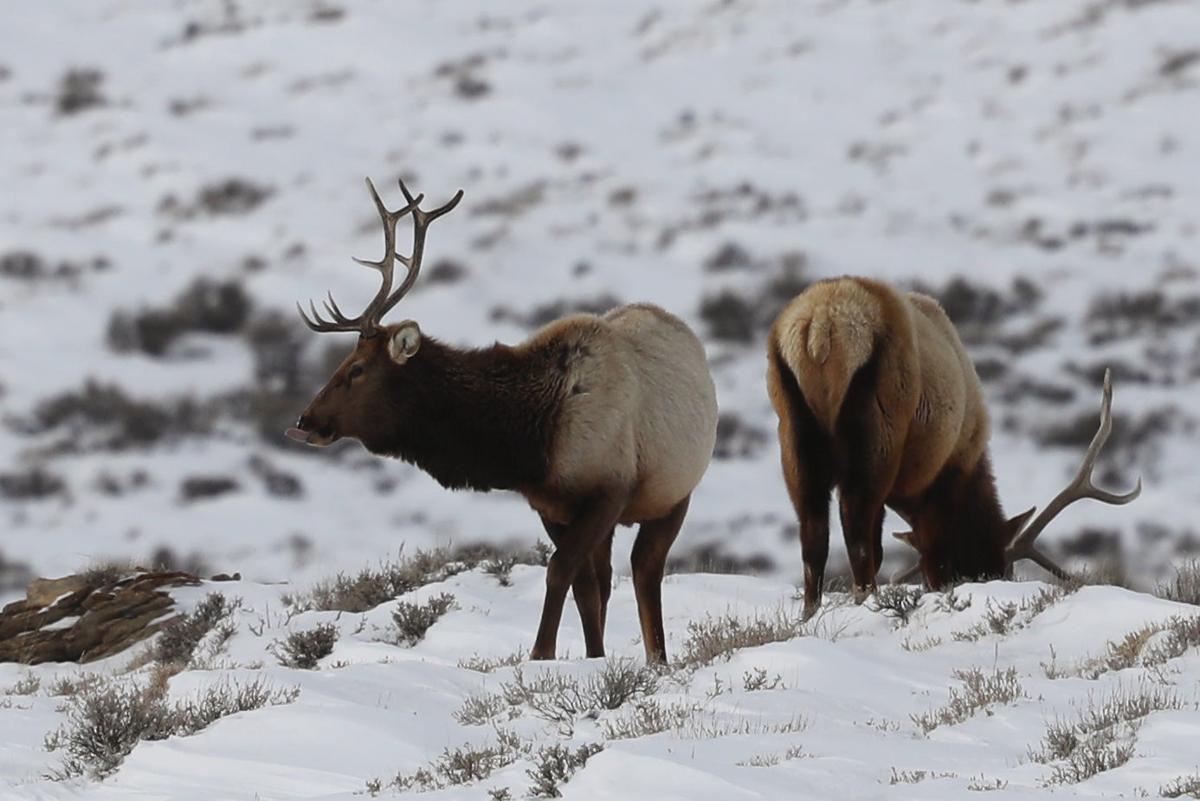 Elk