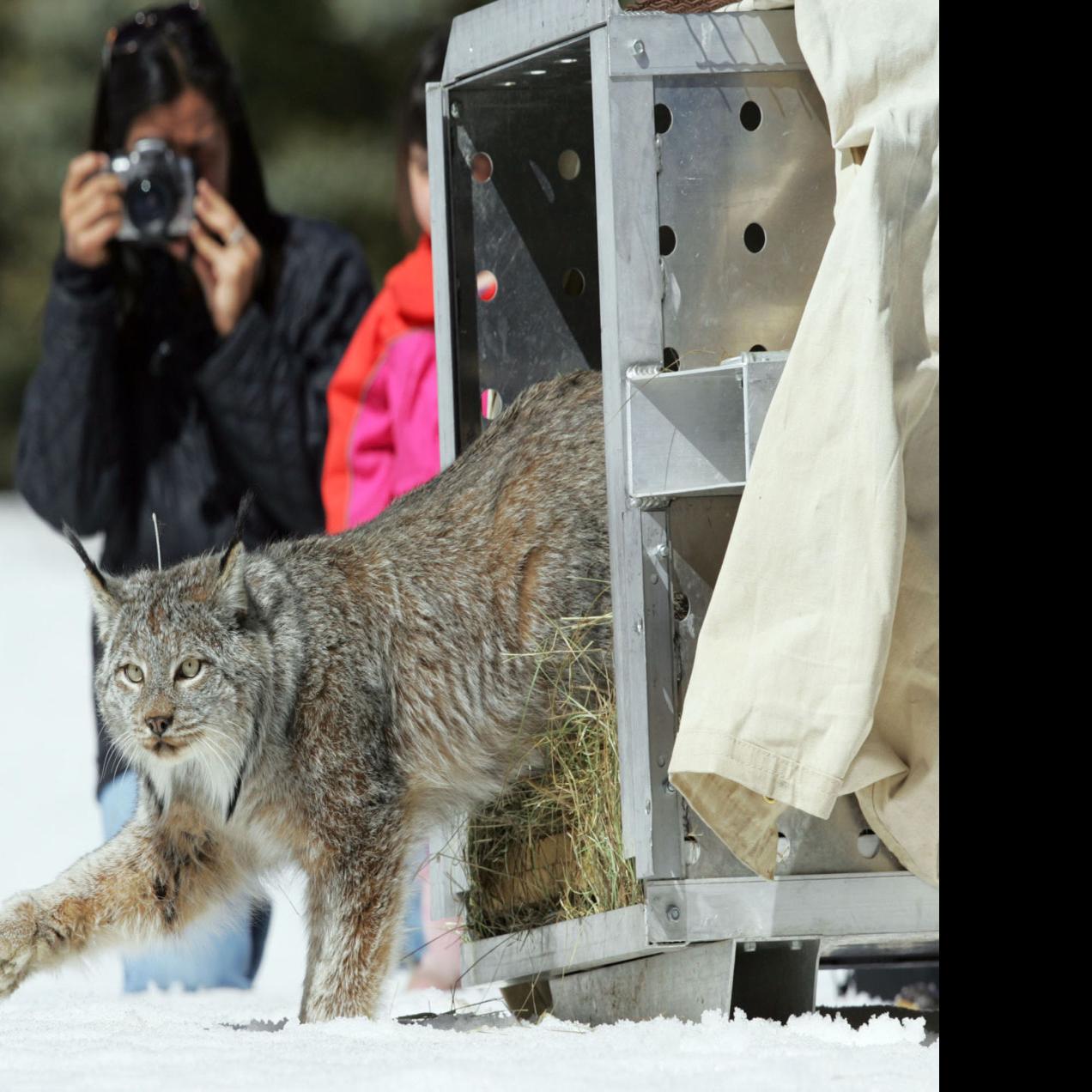 Us Says Snow Loving Lynx No Longer Need Special Protection Open
