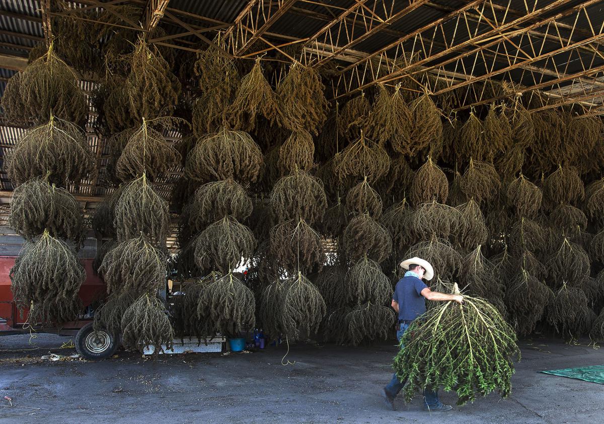 Hemp Growing Rules