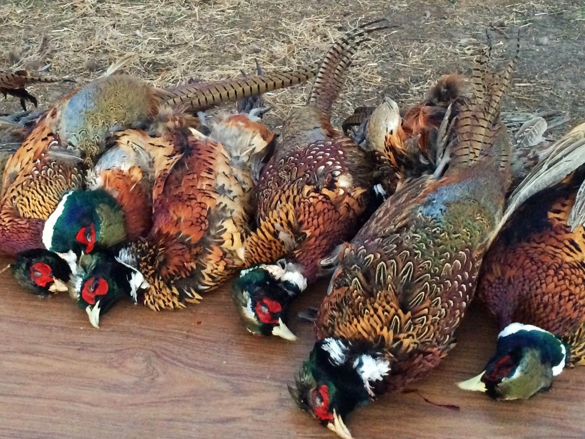 Learn new ways to field dress pheasants, tie knots or play nature BINGO