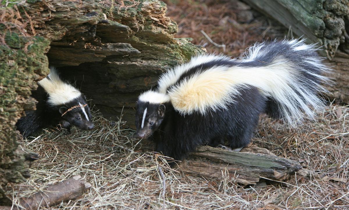 Striped skunks and log