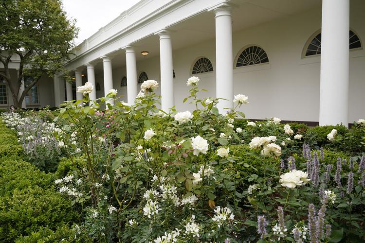 Photos An upclose look at the newly renovated White House Rose Garden