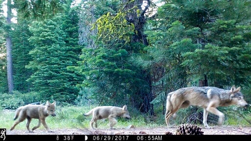 Wolves scare deer and reduce auto collisions 24%, study says