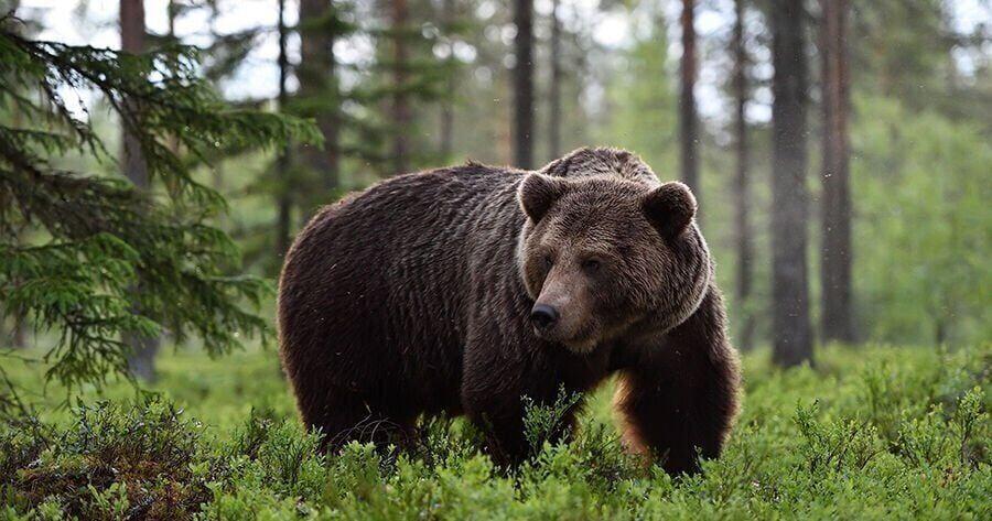 Eight bears book explores bears in Montana and globally - Vimarsana News