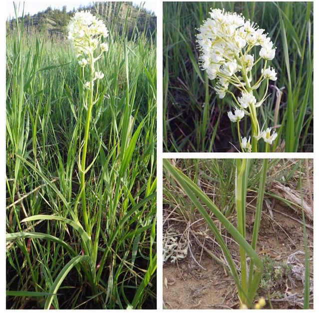 Death camas Beautiful but deadly Open Spaces