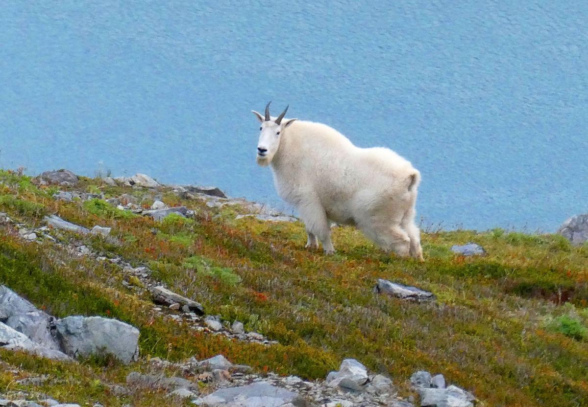 Grand Teton Goats (copy)