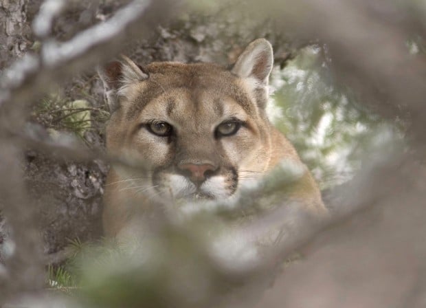 Mountain Lion