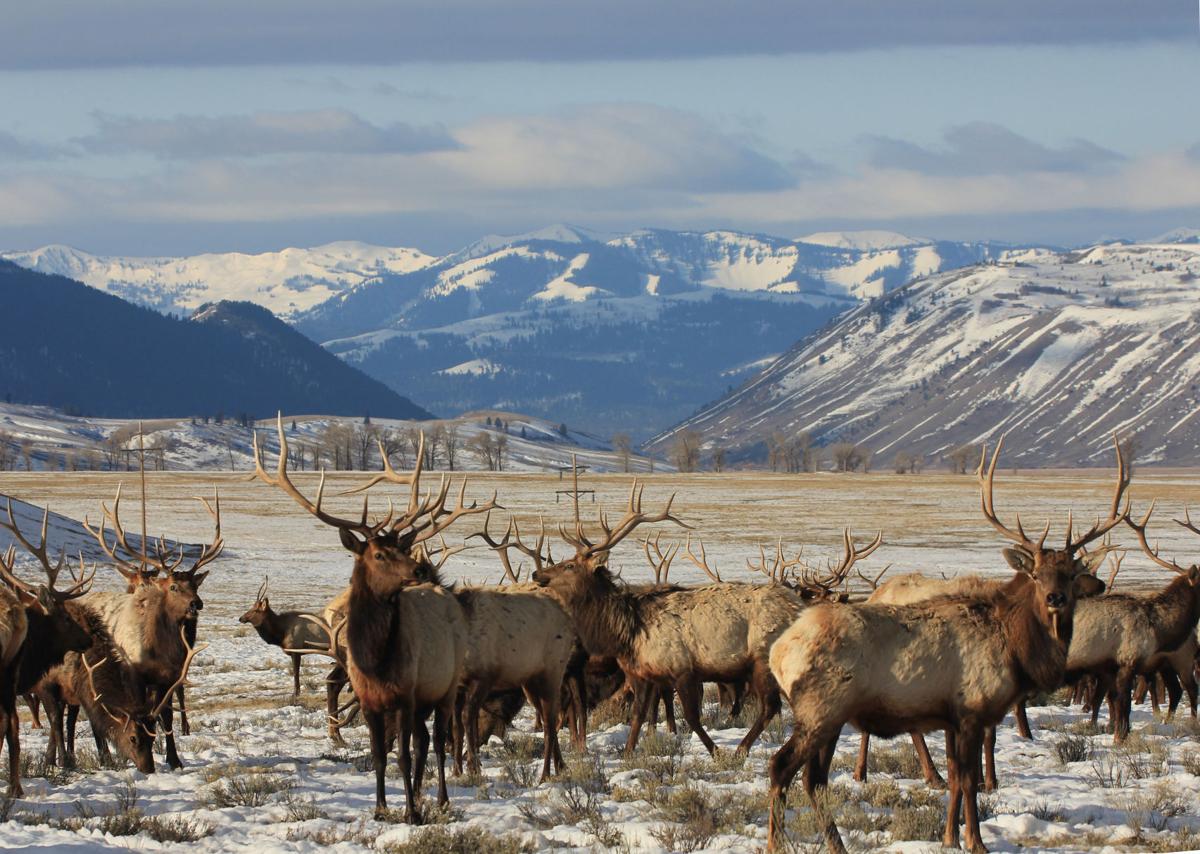 Elk
