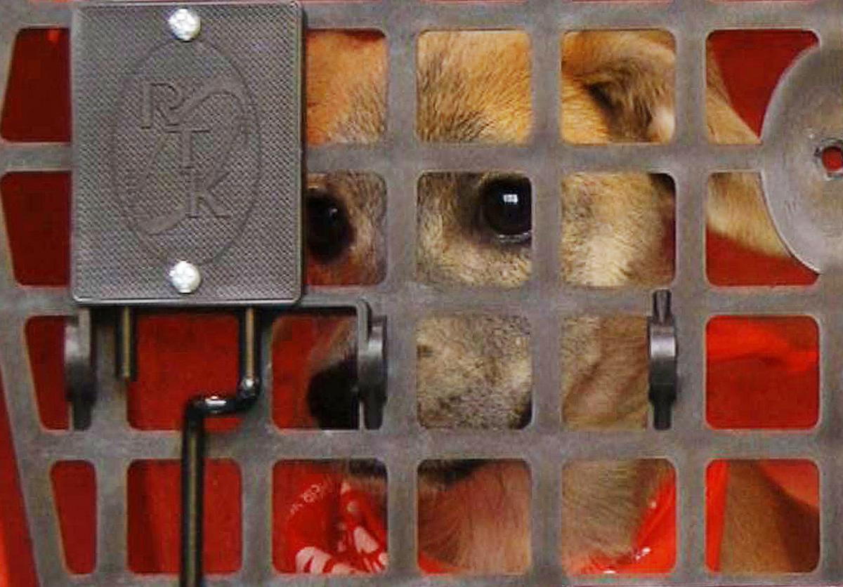 Dog