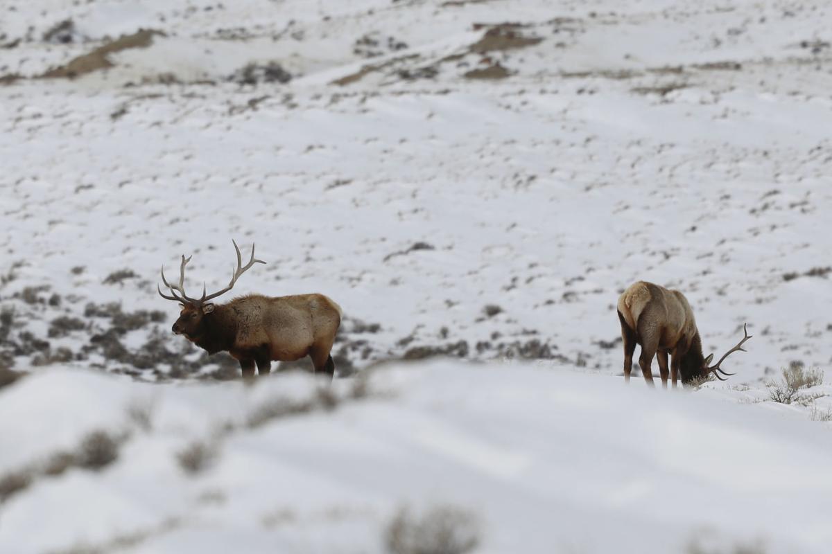 Elk