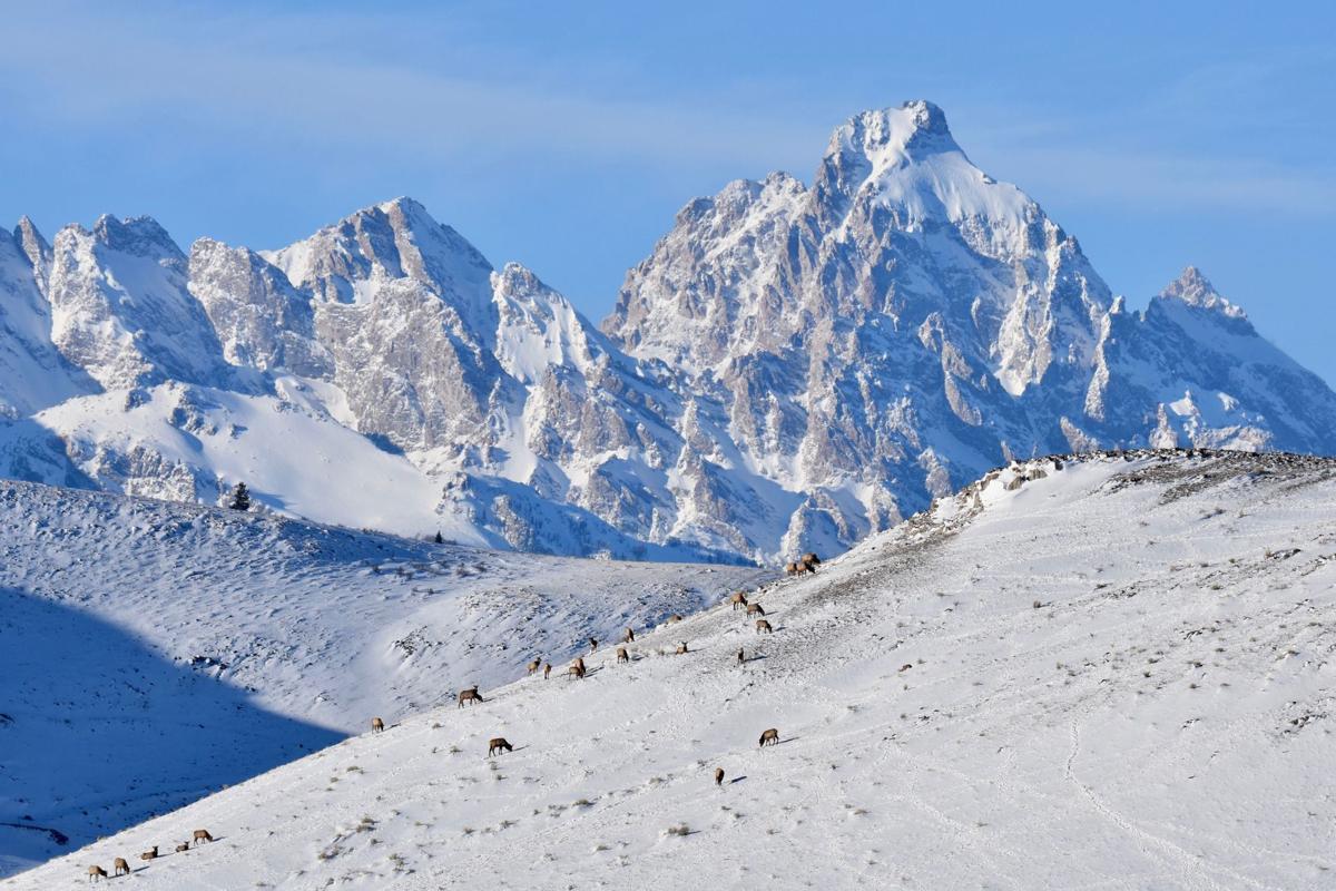 Refuge elk