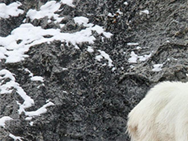 Grand Teton Park To Begin Killing Invasive Mountain Goats Open