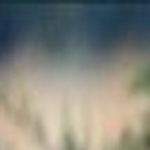 Wyo S Wild Turkeys Open Spaces Trib Com