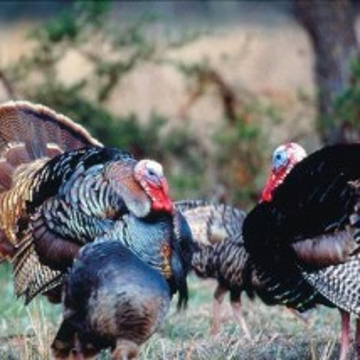 Wyo S Wild Turkeys Open Spaces Trib Com Wyo S Wild Turkeys Open Spaces Trib Com