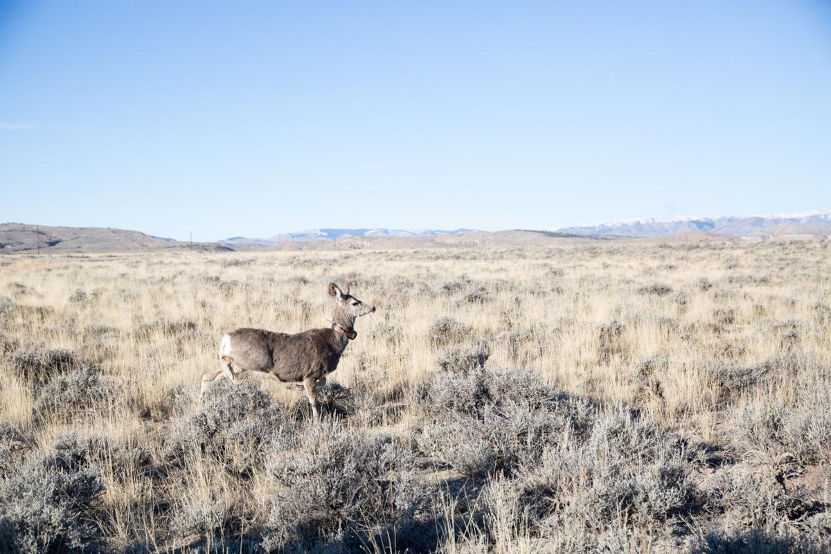 Deer Collaring