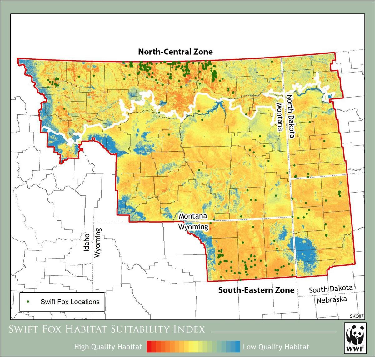 Populations of swift foxes booming in Wyoming, growing in Montana