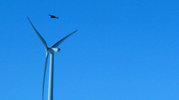Wind Energy Eagle Deaths