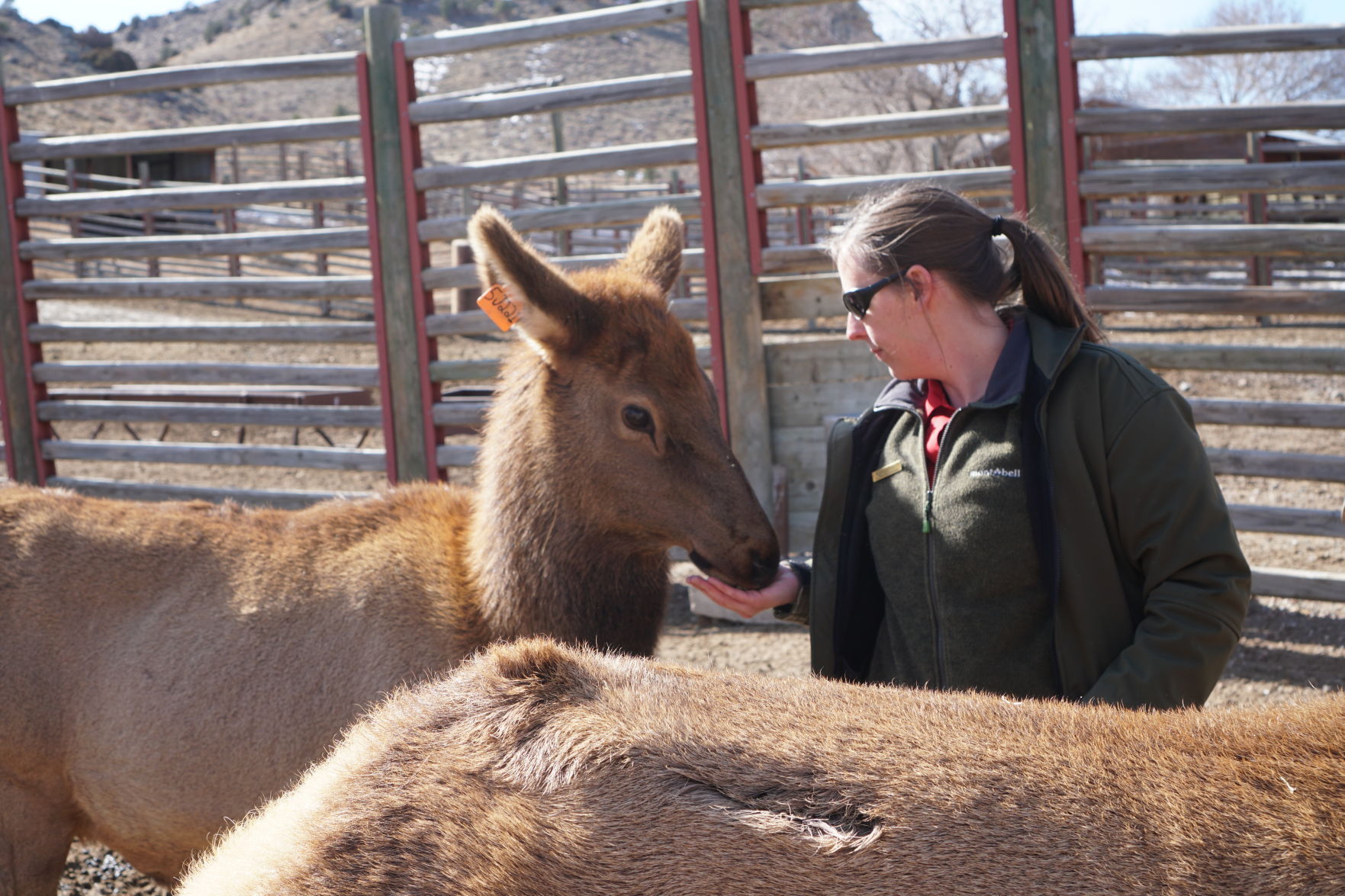 Elk And Deer Herds In Jeopardy Decades After Chronic Wasting Disease ...