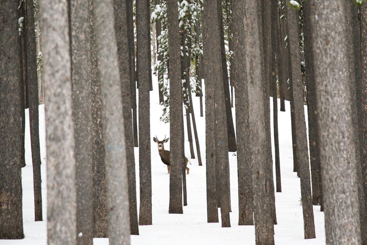 Wyoming hunting forecast The good, the bad and the ugly Open Spaces