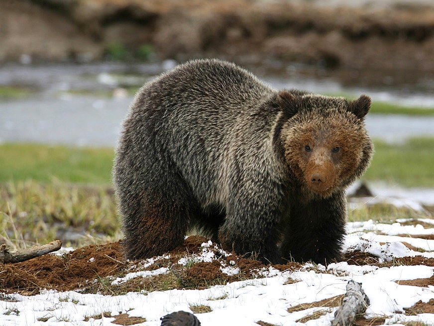 Grisly outlook: Bears kill more and more livestock as their population  grows