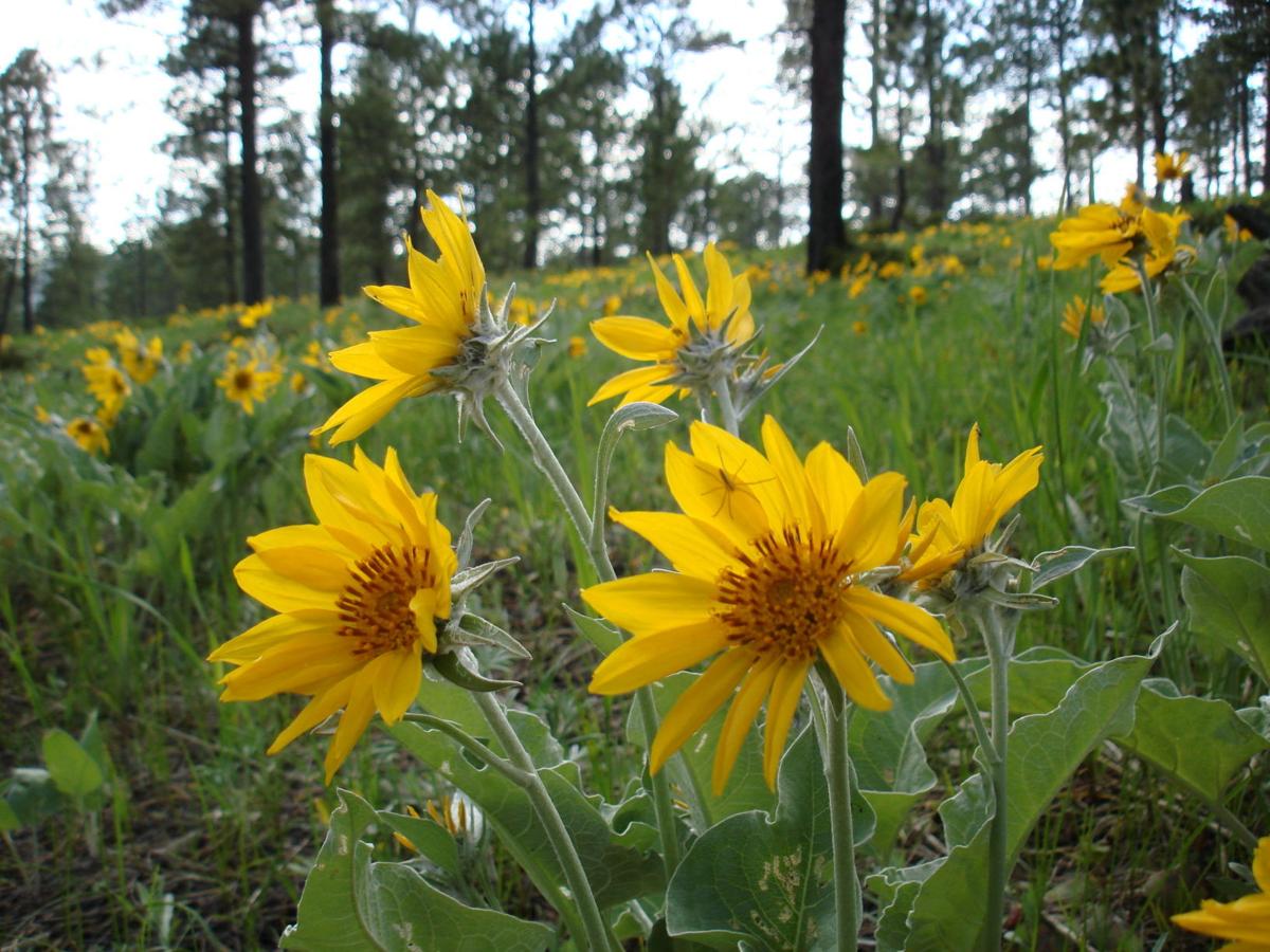 A photo guide to Wyoming wildflowers Open Spaces