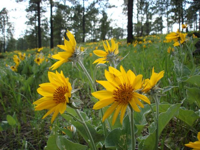 A photo guide to Wyoming wildflowers