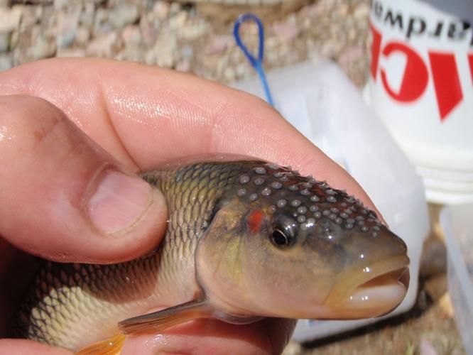 Hornyhead chub, a fish known for horns used to build and protect nests,  expands its range in Wyoming