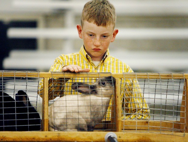 rabbit judging cages