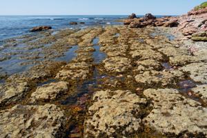 The patch reef near the Point Amour lighthouse is 530 million years old.
