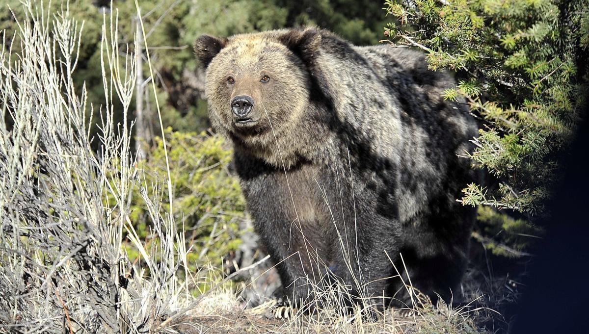Smothered: How affinity towards Yellowstone's animals is ...