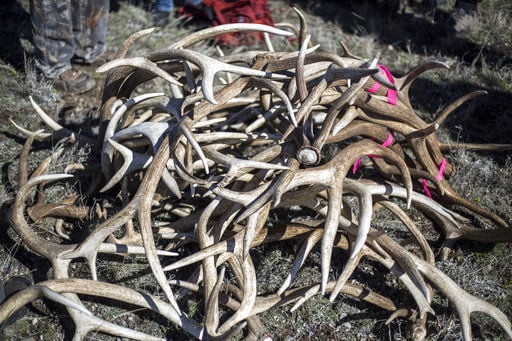 18-year-old Boy Scout enjoys his last ElkFest antler auction