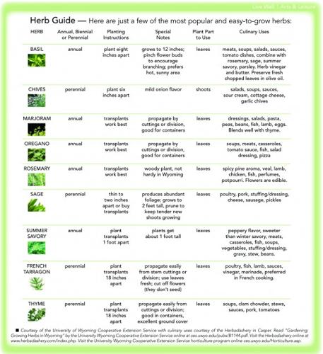 A beginners' guide to growing fresh cooking herbs  