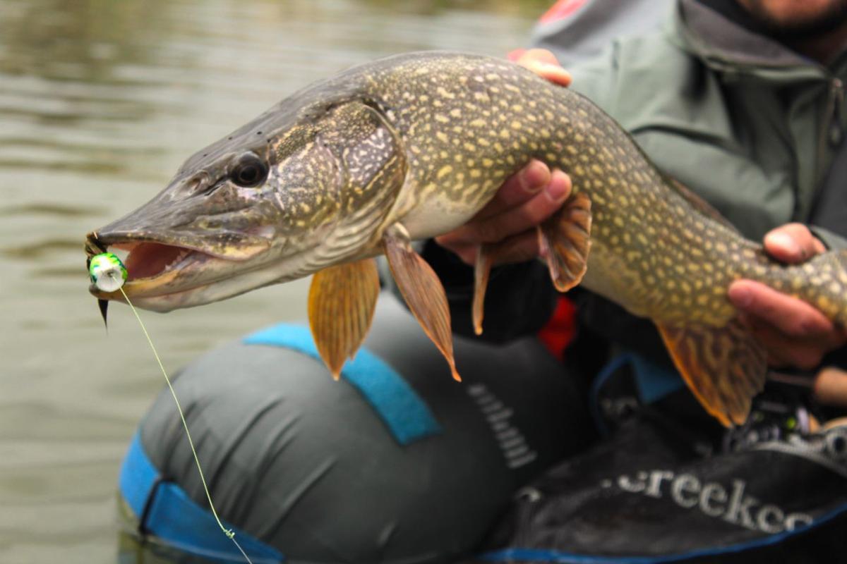 High Water Spring Conditions Create Glory Days For Pike Fishing