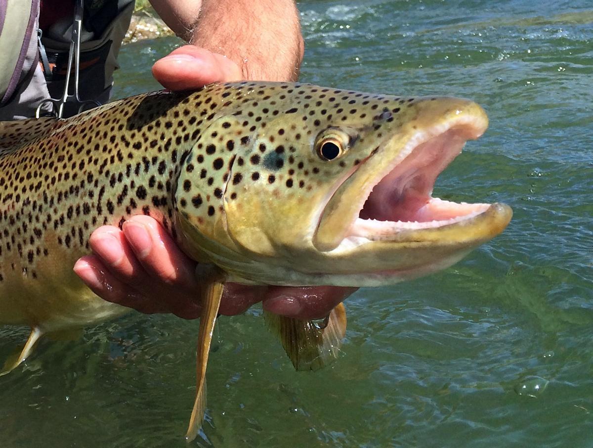 Wyoming Anglers Recount How They Fell In Love With Fishing Open