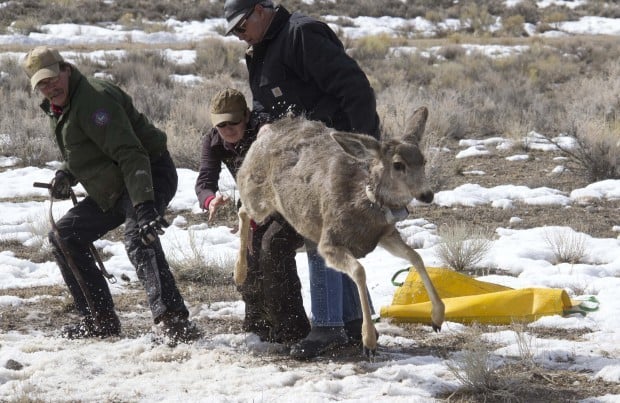 Wyoming Game and Fish Department - Game and Fish launches new user