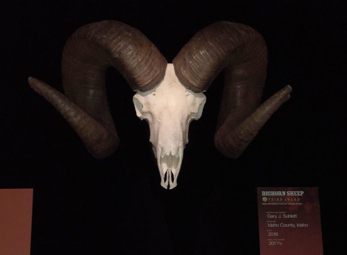 Record Bighorn Tribal Harvest