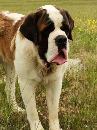 St. Bernards