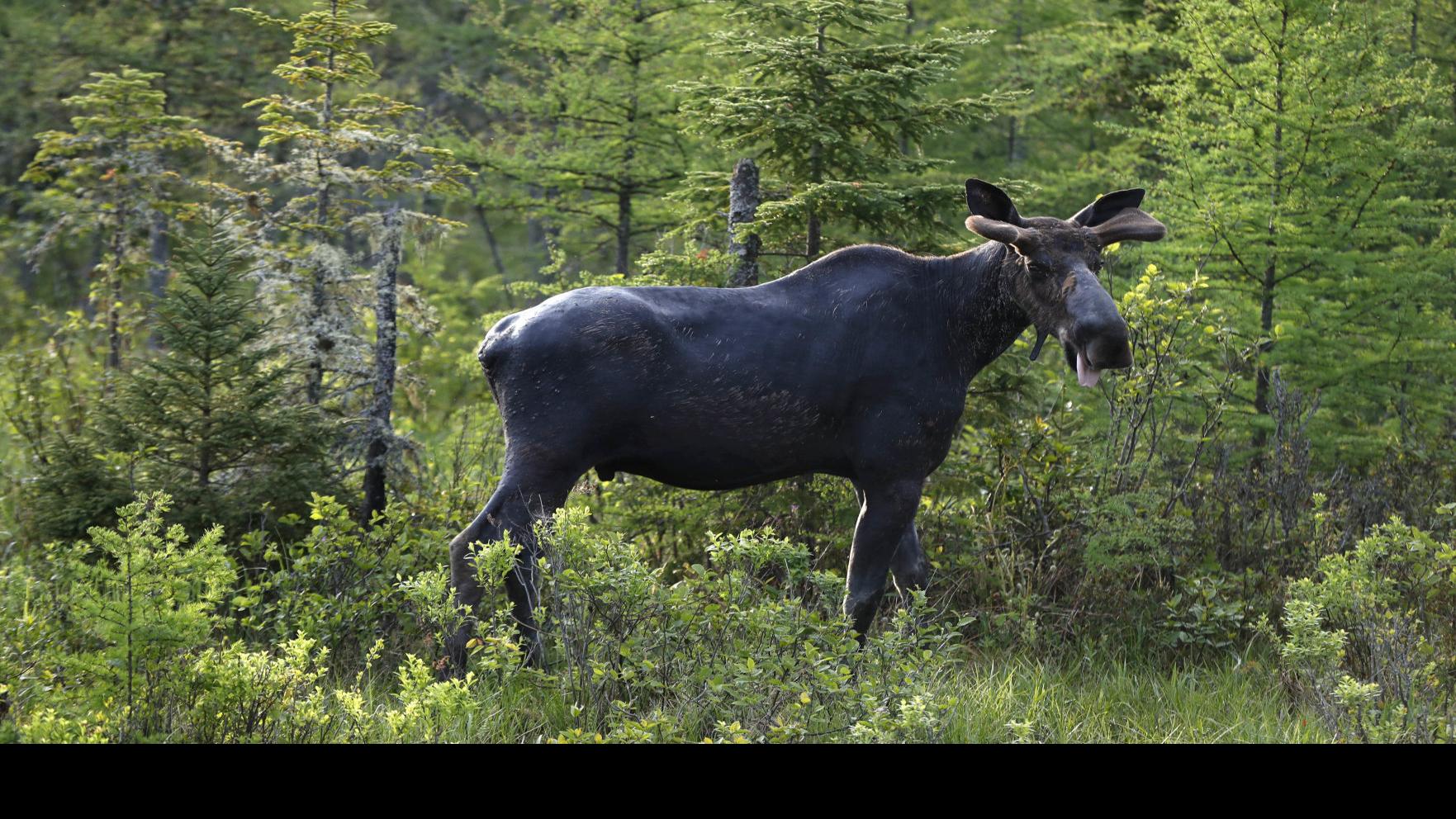 Stayin Alive How To Handle Encounters With Grizzlies Moose And More Open Spaces Trib Com
