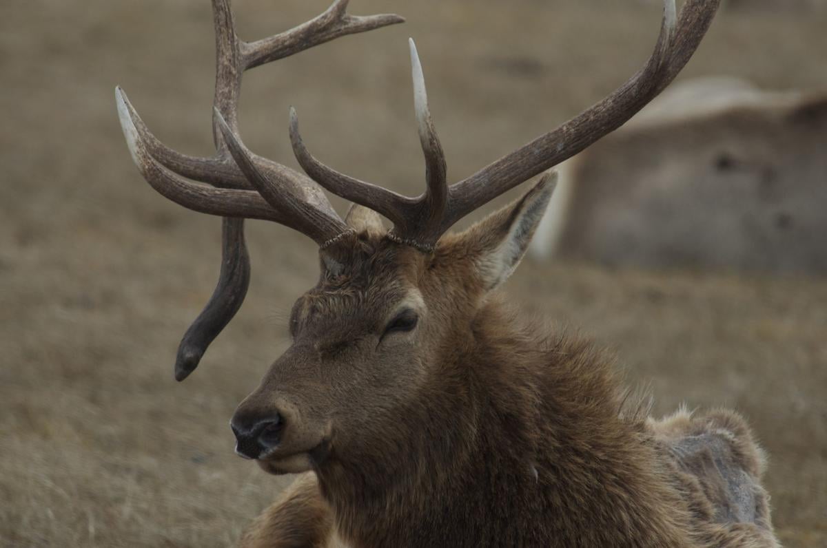 Elk