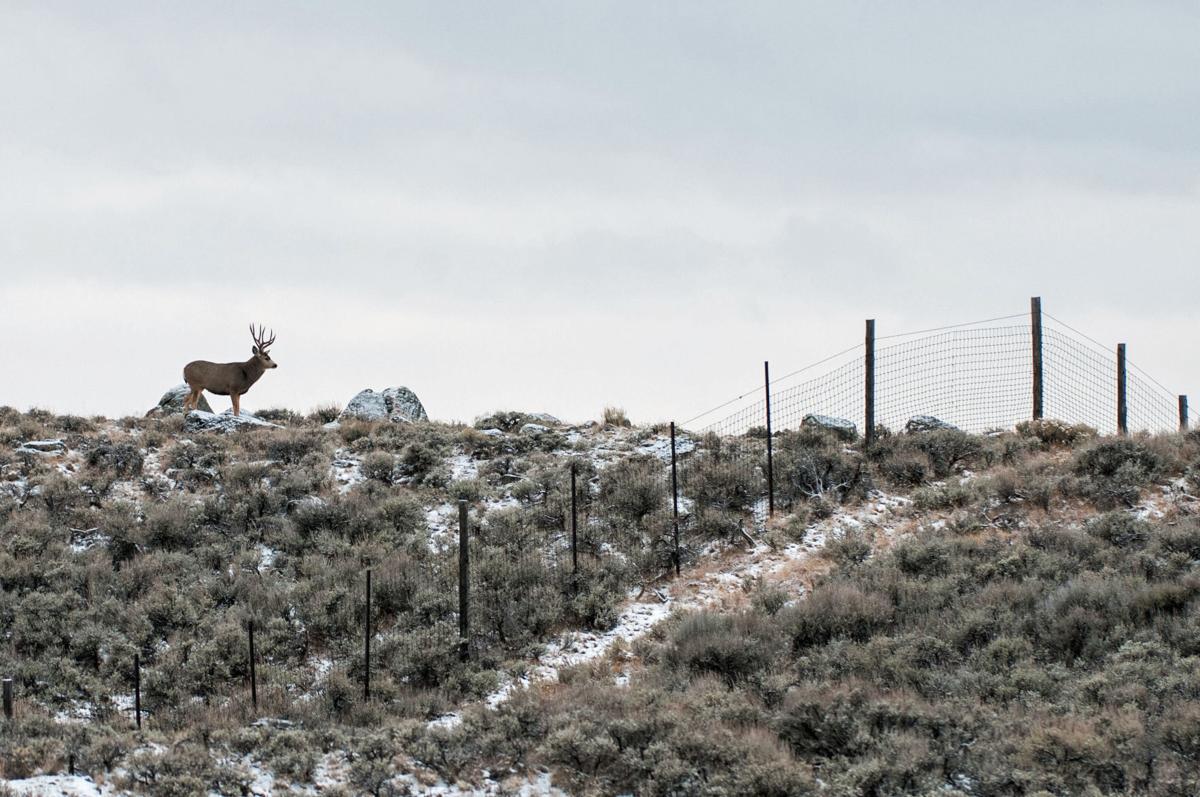 Mule deer