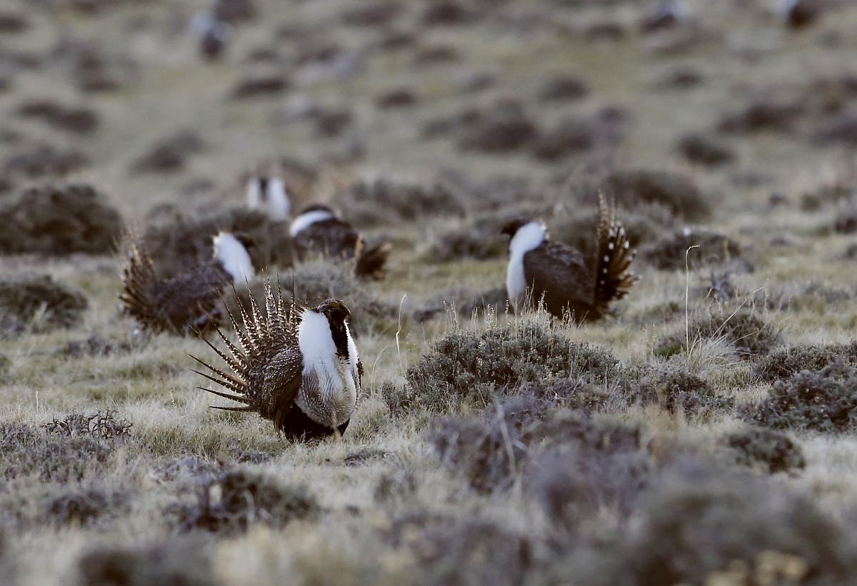 Sage Grouse