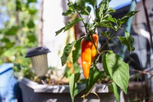 Not Your Mama's Salsa