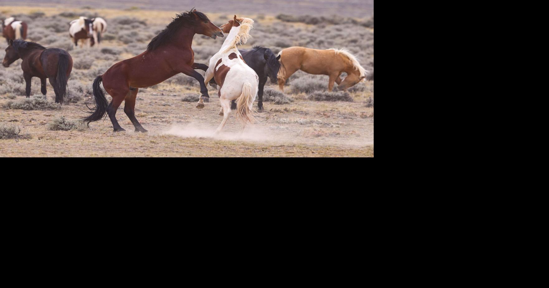 BLM seeks Wyoming RAC nominations through Oct. 26
