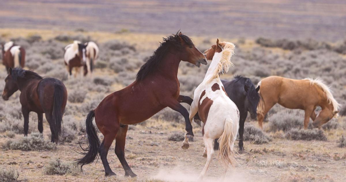 My Rac App BLM seeks Wyoming RAC nominations through Oct. 26