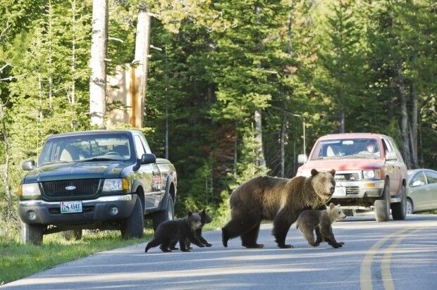 Grizzly No. 399