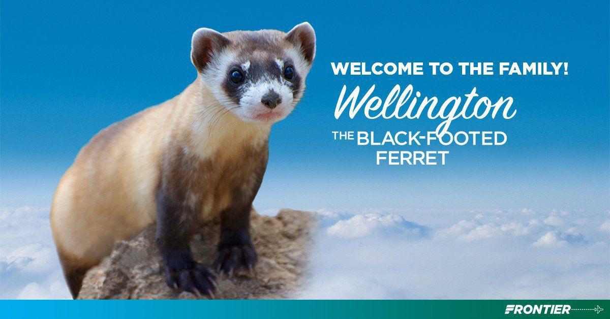 Black-footed ferret