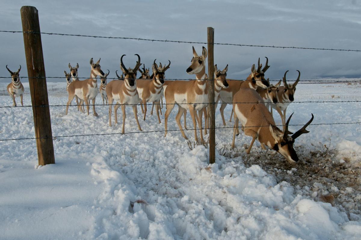 Pronghorn Numbers Drop Researchers Look For Answers Wyoming News Trib Com If you haven't seen them yet be sure and look for. pronghorn numbers drop researchers