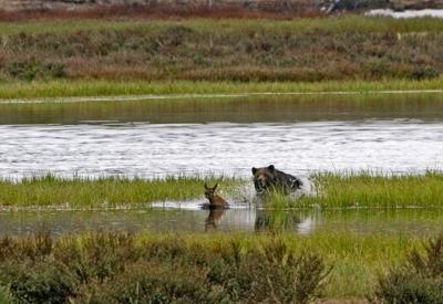 Elk predation