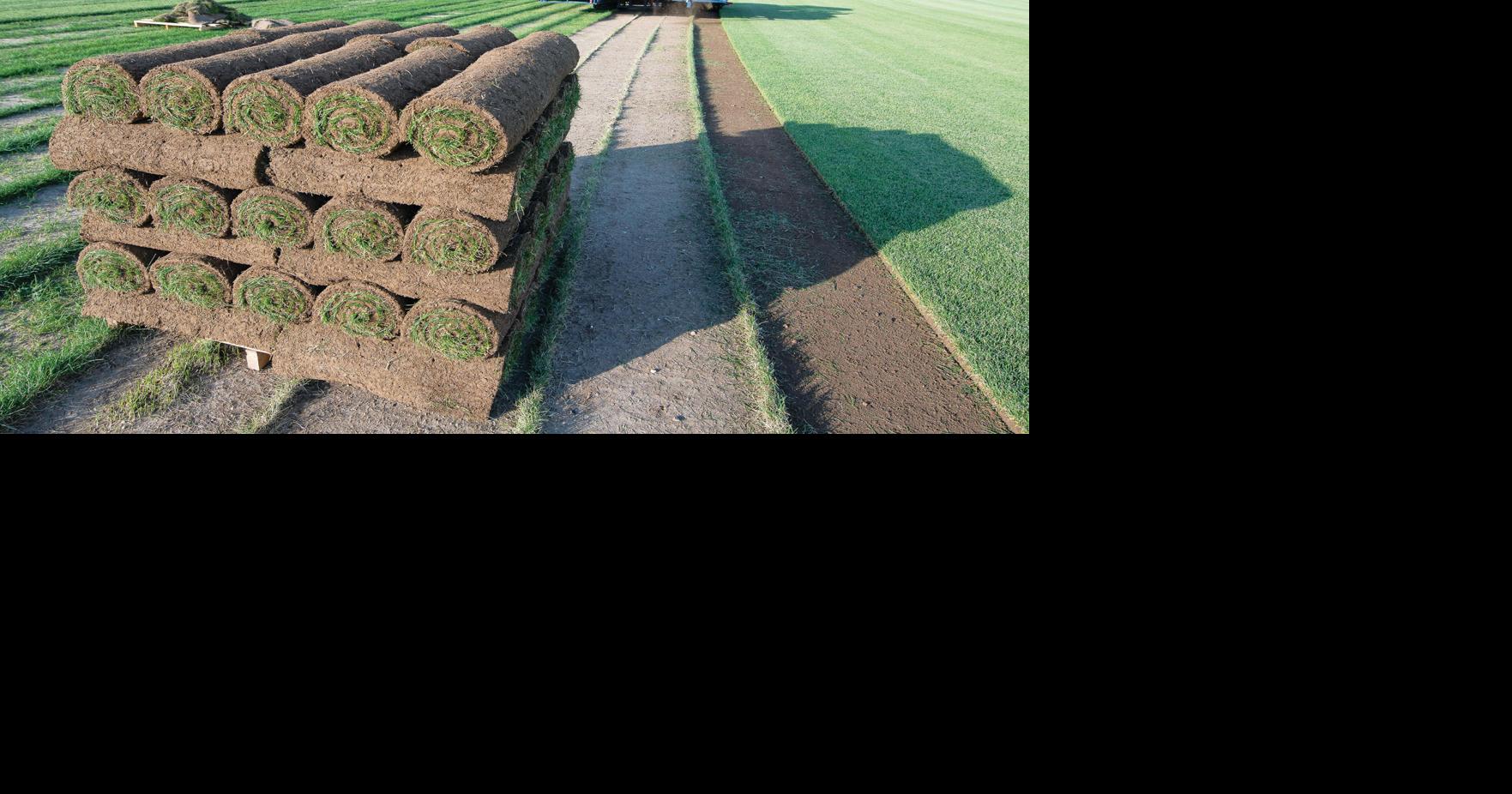 Torrington sod farm prospers with alternative to traditional crops