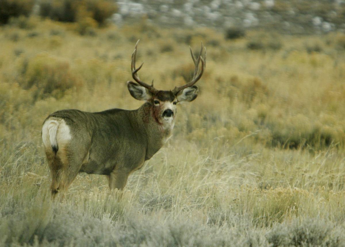 More big game hunting tags available in 2018 due to healthy Wyoming